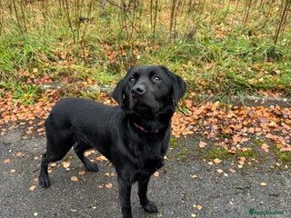 Labrador Retriever dogs lovely Female for sale - Advert 10
