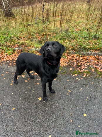 Labrador Retriever dogs lovely Female for sale - Advert 1
