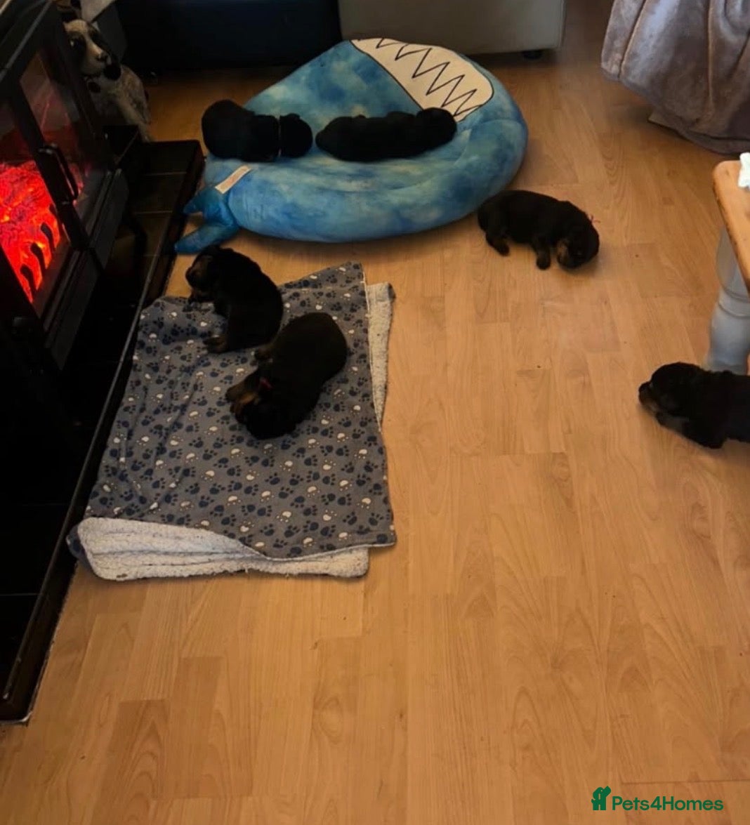 Rottweiler dogs Rottweiler Kc Reg puppies  - Advert 1