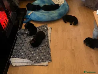 Rottweiler dogs Rottweiler Kc Reg puppies - Advert 6