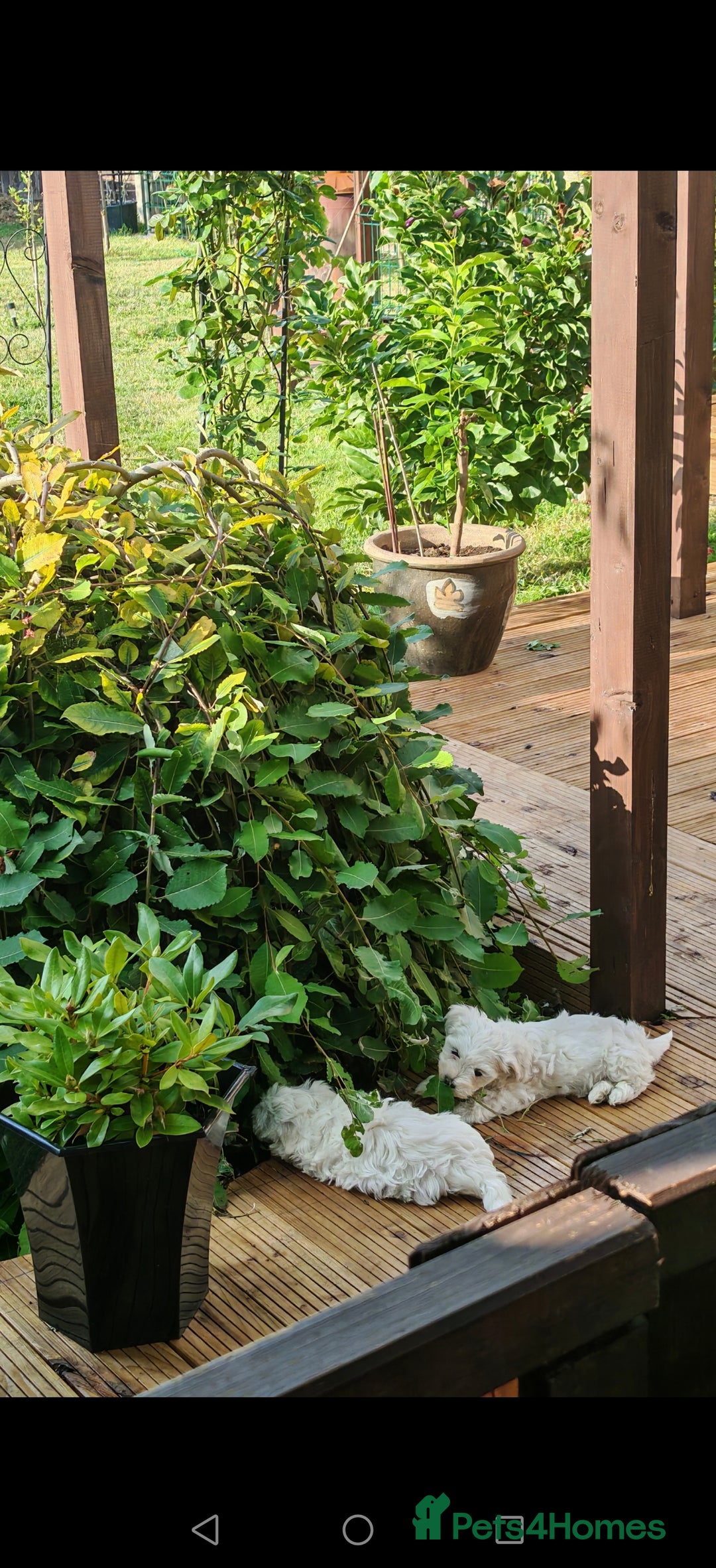 Bichon Frise dogs for sale: Bichon  - Image 6
