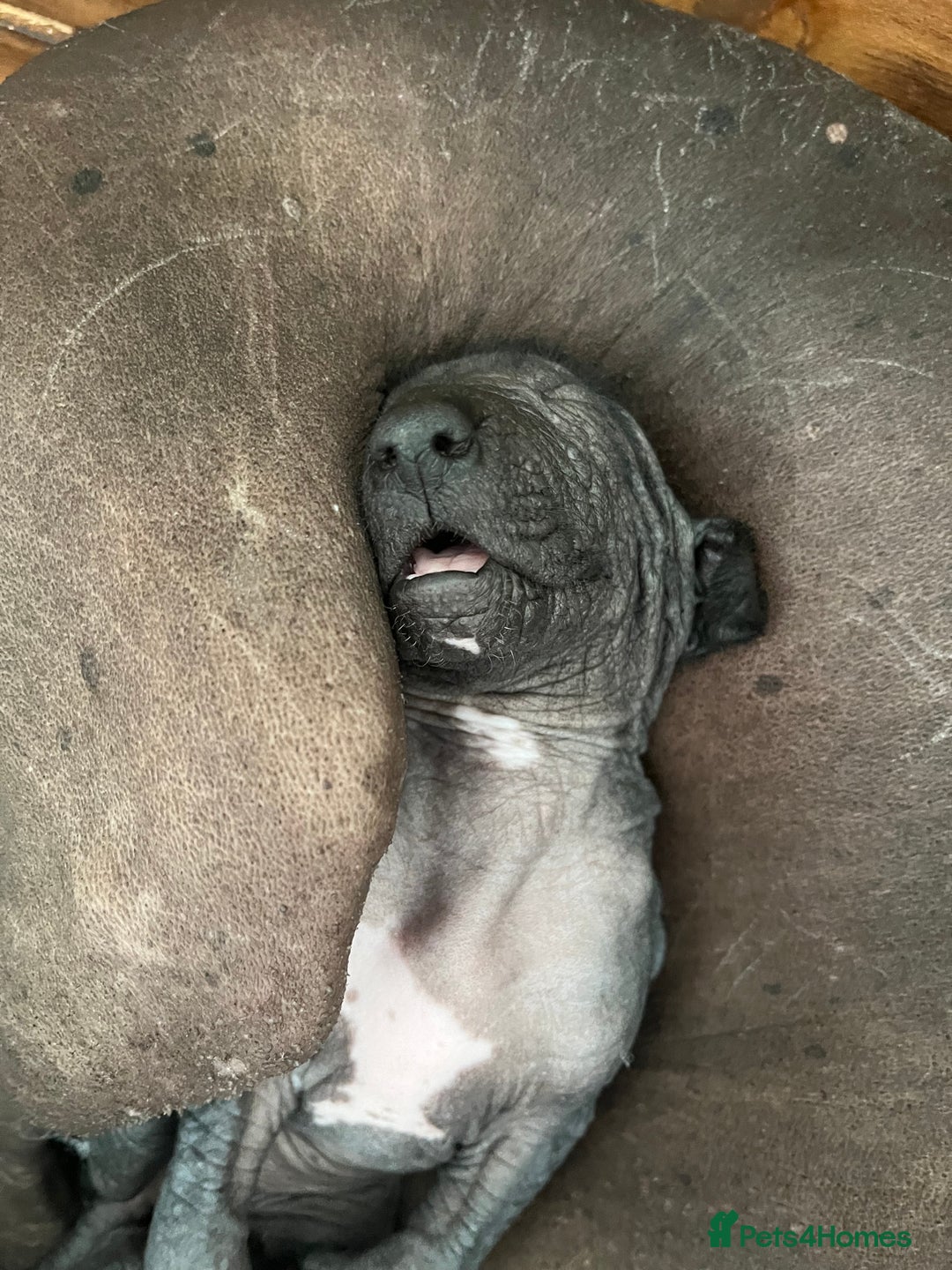Mexican Hairless dogs for sale: Mexican hairless hairless male - Image 9