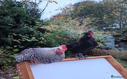 Chickens poultry for sale: 2 young roosters to go to loving home - Advert 4