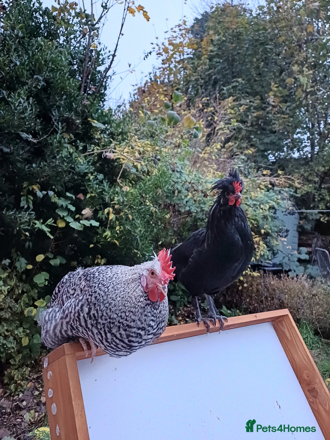 Chickens poultry for sale: 2 young roosters to go to loving home - Advert 4