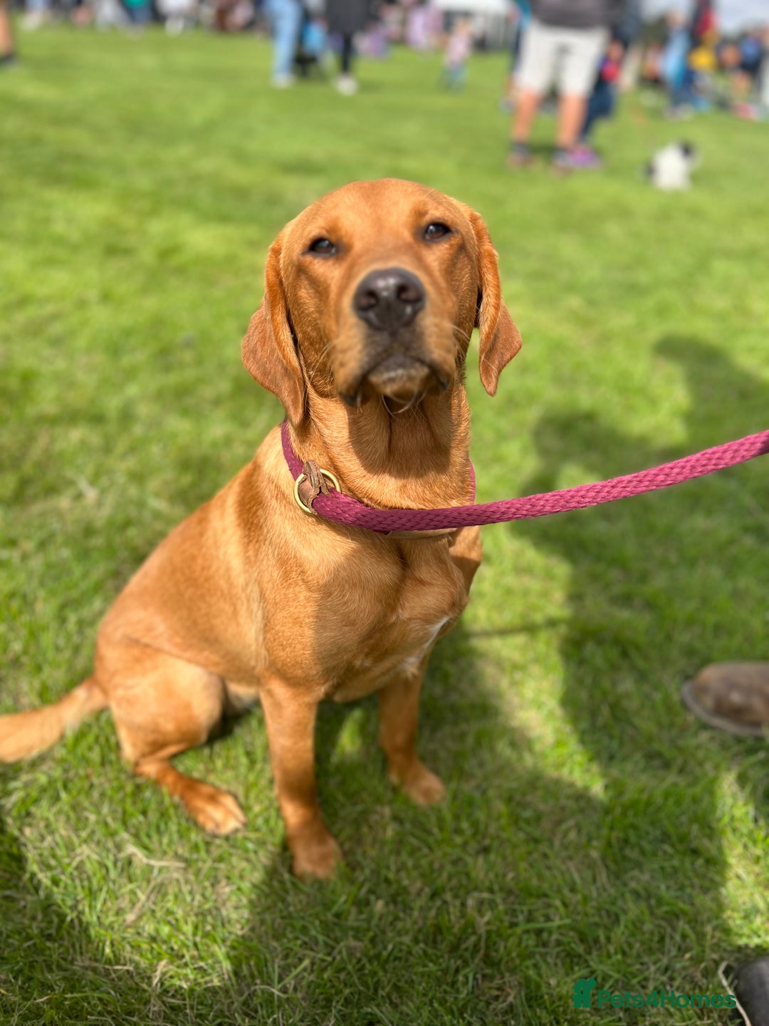 Labrador Retriever dogs for sale: 🐶 KC Registered Fox Red Labrador Puppies 🐶 - Advert 10