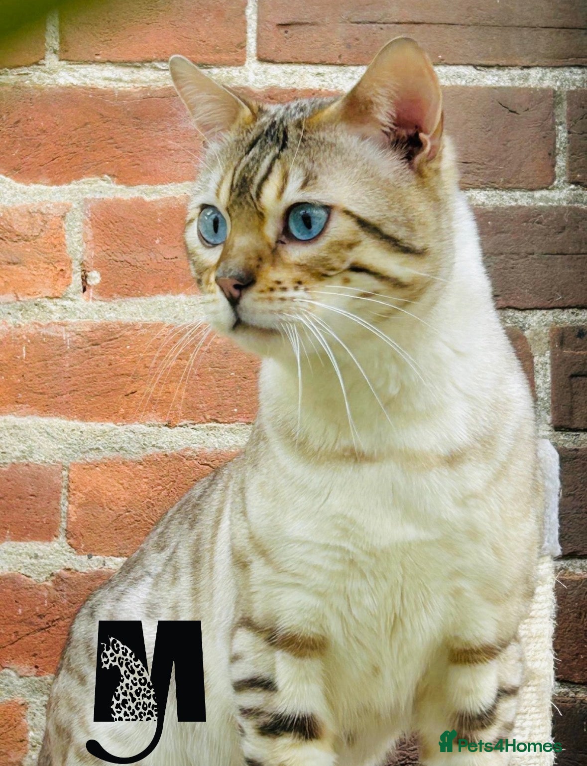 Bengal cats TICA Seal Lynx Snow Blue Eyed Bengal Stud in Thetford - Advert 18