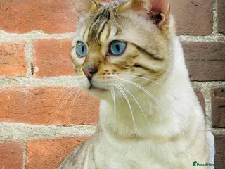 Bengal cats TICA Seal Lynx Snow Blue Eyed Bengal Stud in Thetford - Advert 1