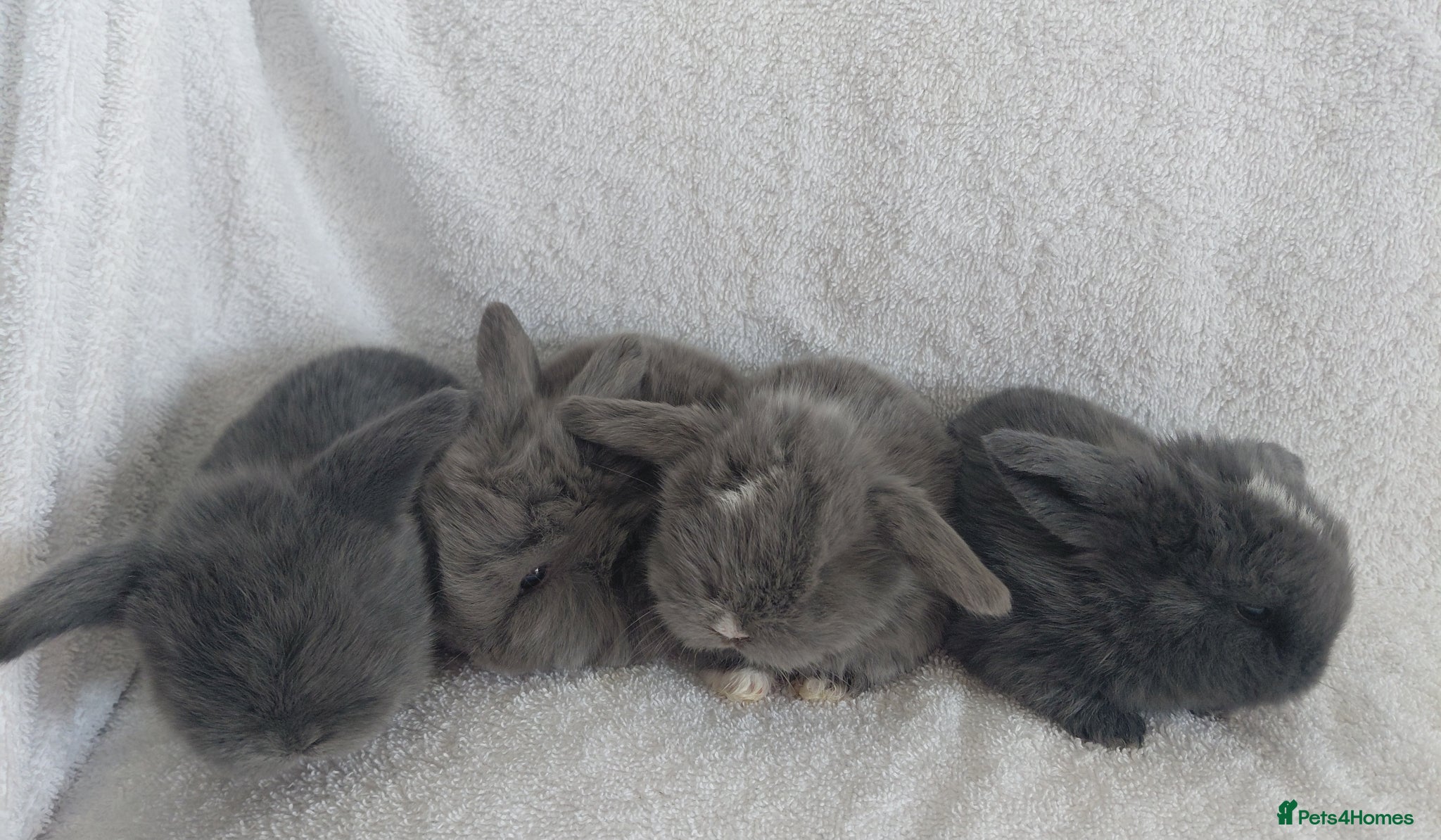 Mini Lop rabbits Gorgeous Baby Mini Lops for sale - Advert 1