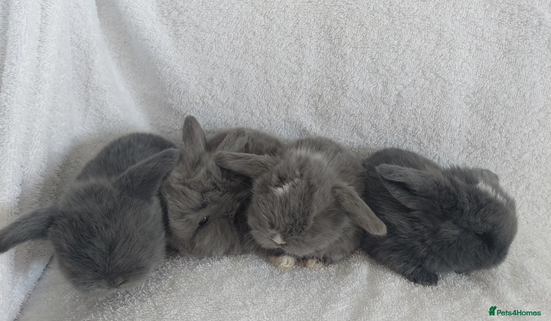 Mini Lop rabbits for sale: Gorgeous Baby Mini Lops for sale - Advert 1