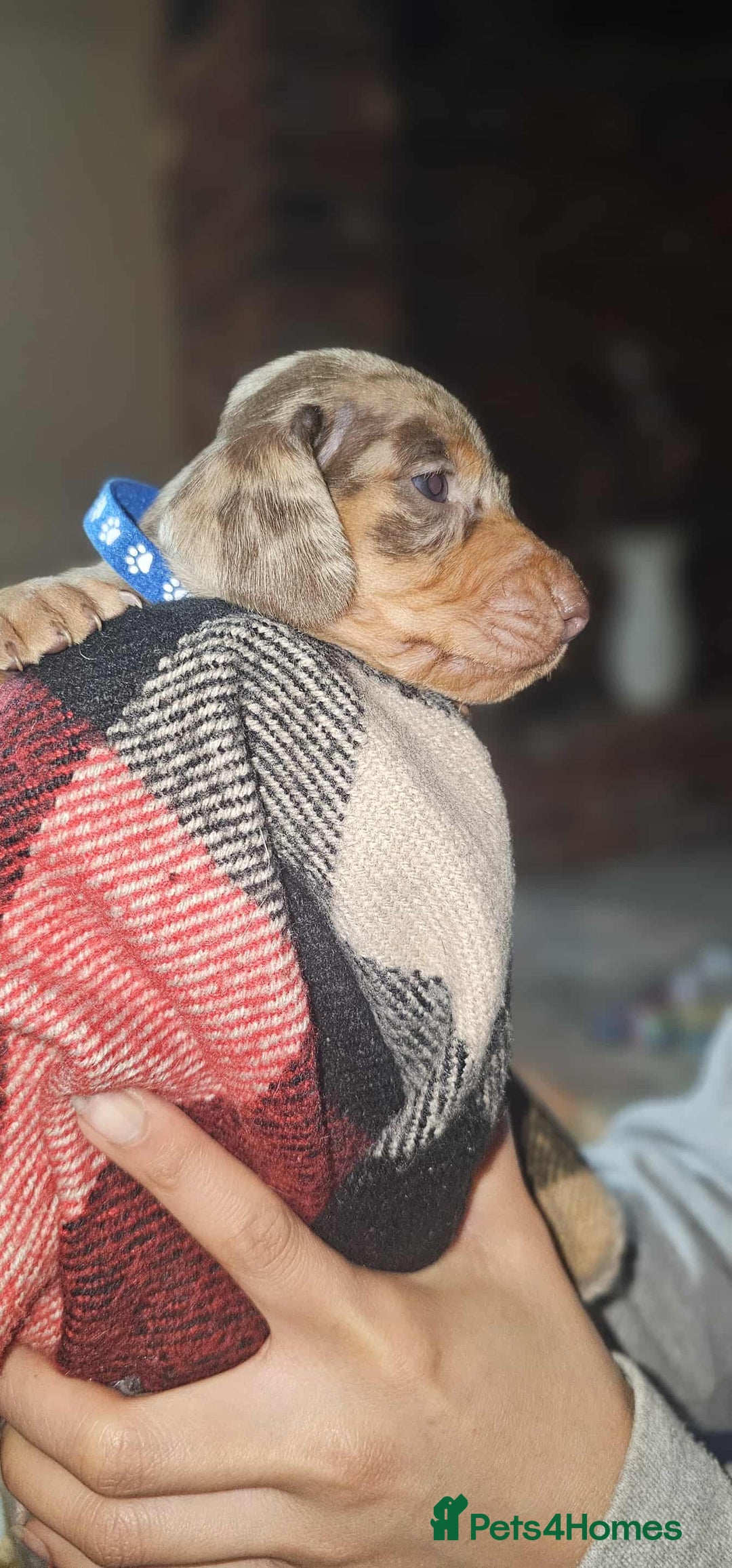Miniature Dachshund dogs for sale: KC Mini Dachshund Dapple Girls & Boys and Tan Boy - Image 4