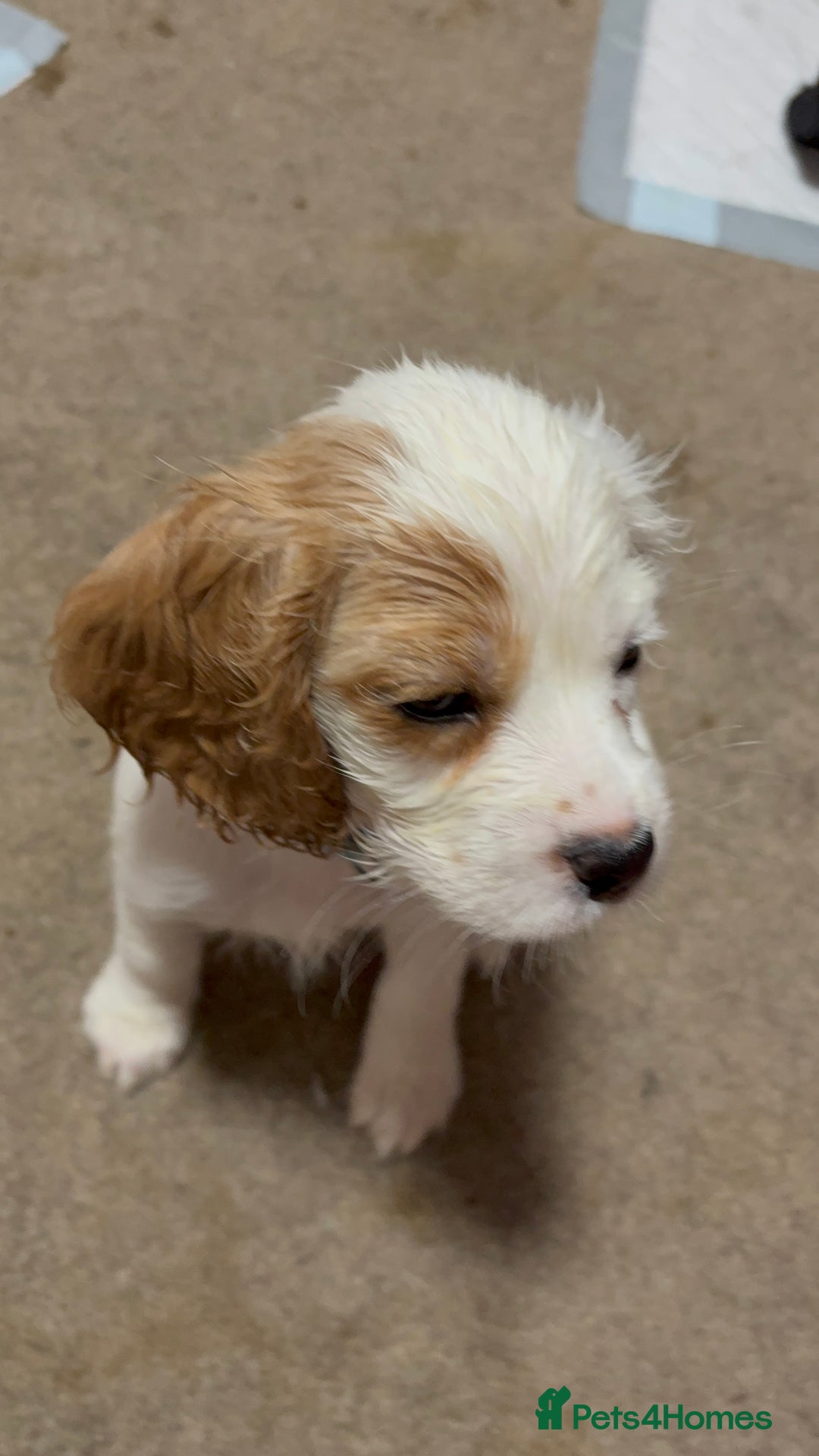 Cockalier dogs for sale: Cocker spaniel - Advert 36