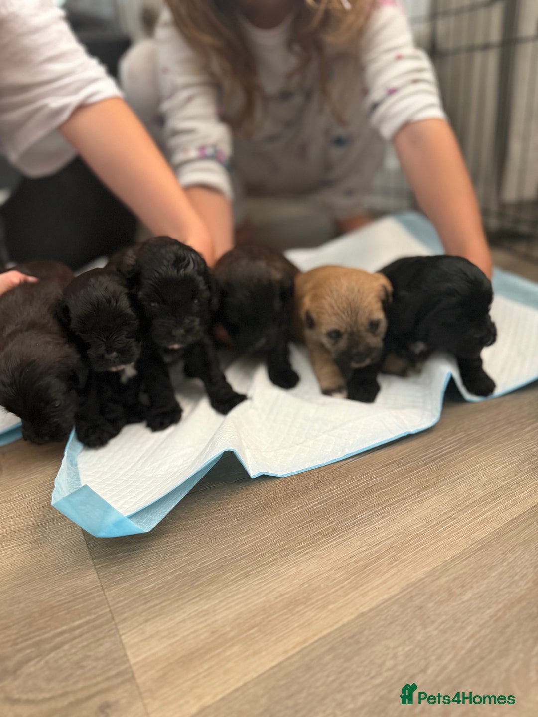 Yorkiepoo dogs for sale: Yorkiepoos - Image 20
