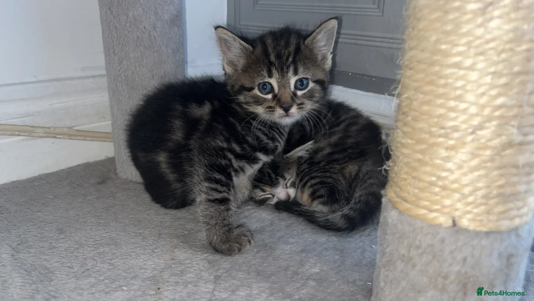 Mixed Breed cats for sale: Ready now stunning kittens  in Gravesend - Advert 19