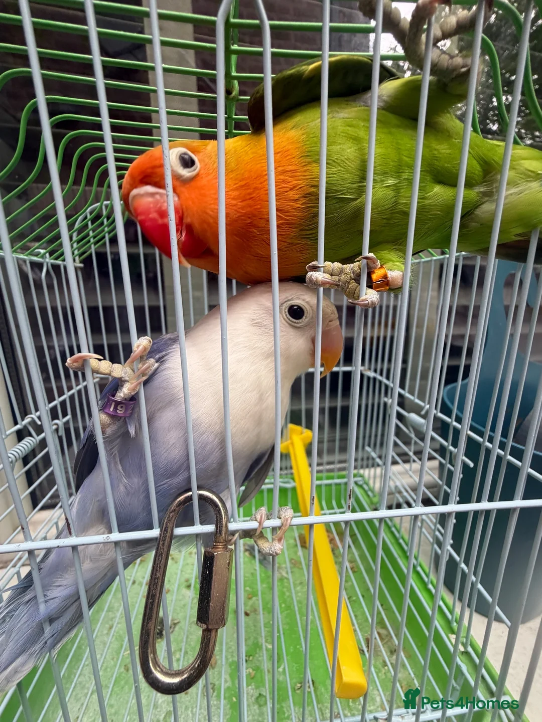 Lovebirds birds for sale: Pair lovebirds - Advert 2