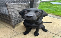 Labrador Retriever dogs for sale: Labradoor black 6months (Female) - Image 5