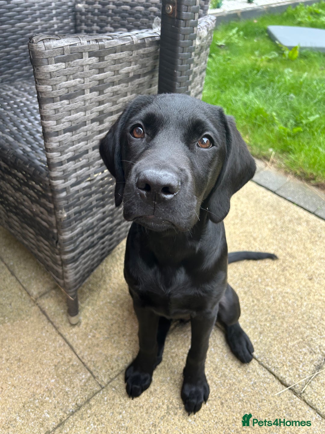 Labrador Retriever dogs for sale: Labradoor black 6months (Female) - Image 5