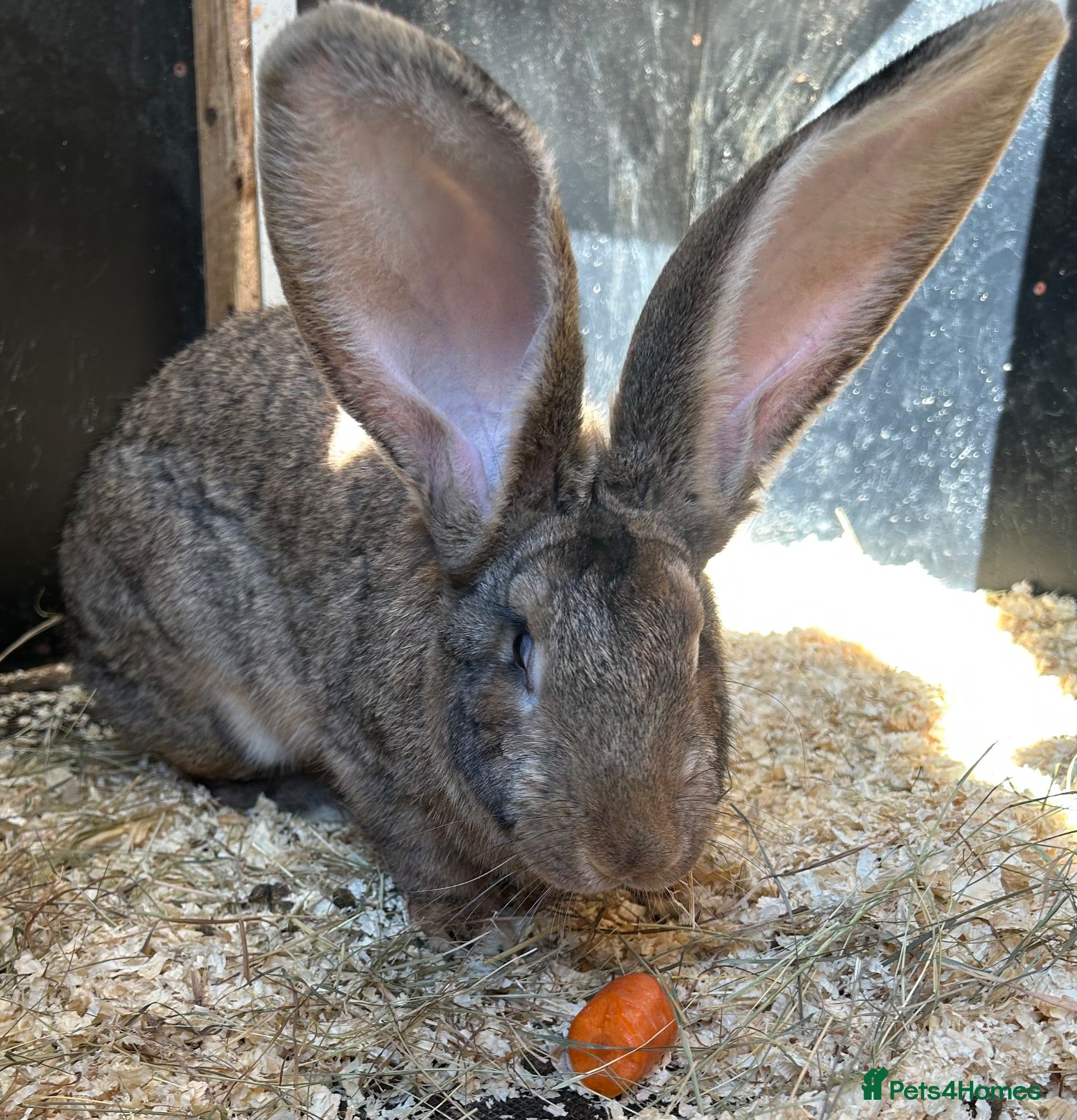 Flemish rabbits WE HAVE THE WORLDS BIGGEST BUNNIES  - Advert 2
