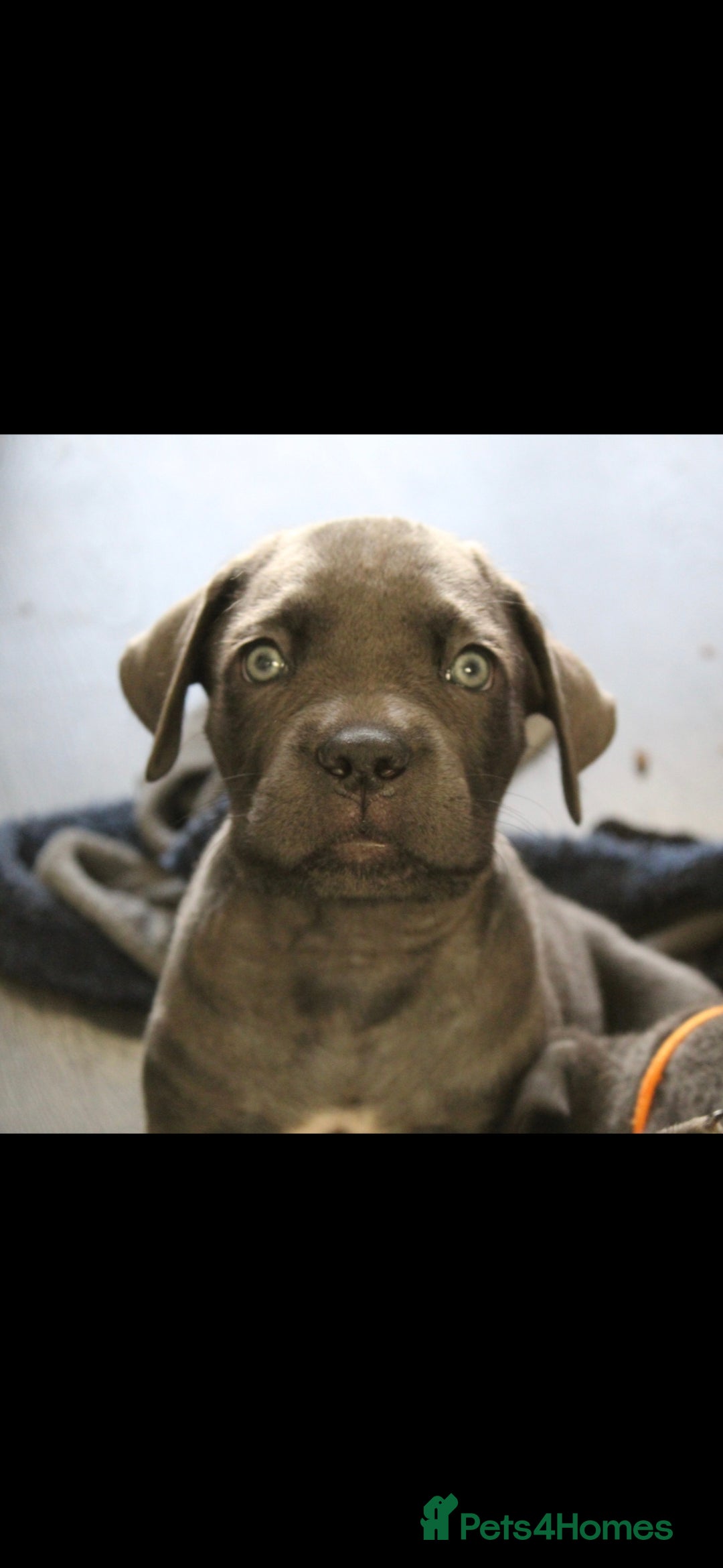 Cane Corso dogs for sale: BEAUTIFUL BLUE CANE CORSO GIRLS - Image 2