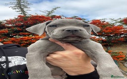 Cane Corso dogs for sale: Cane corso puppies 9 weeks old - Image 1