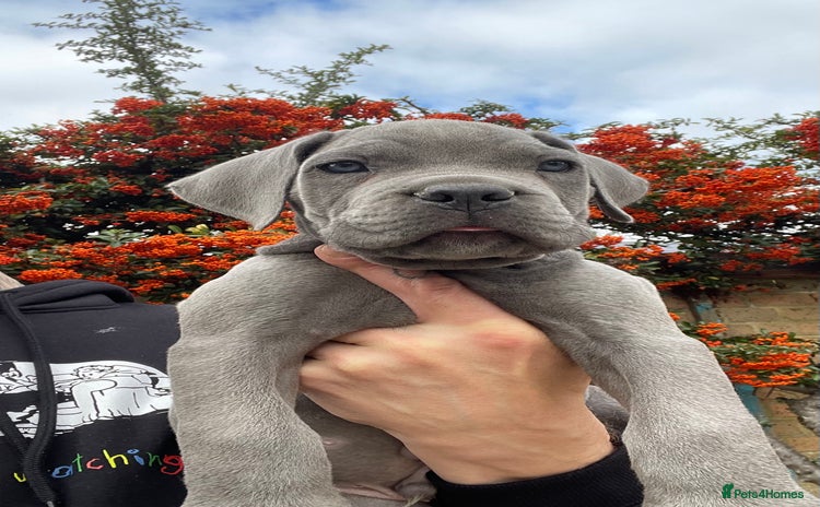 Cane Corso dogs - Advert 2