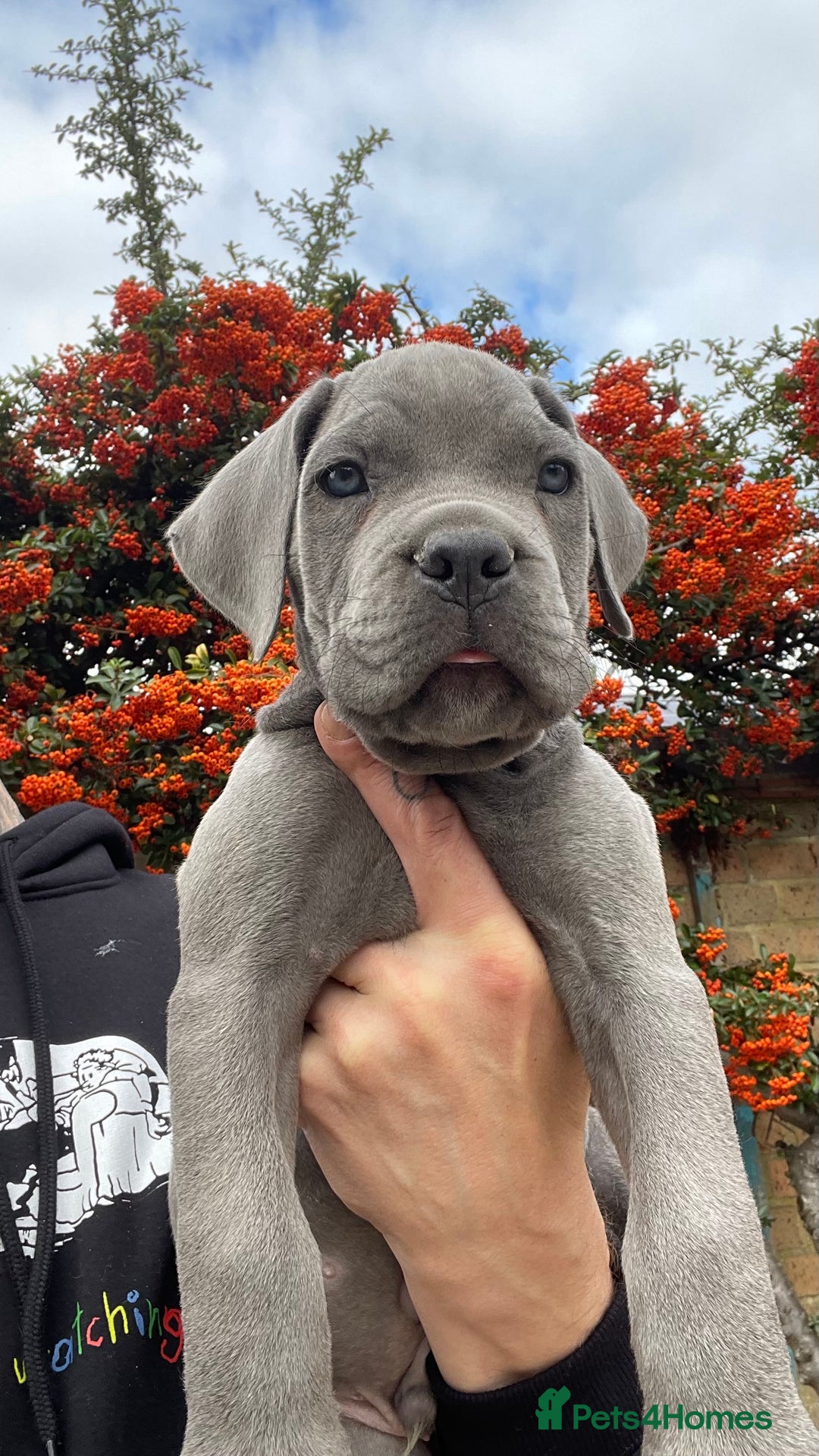 Cane Corso dogs for sale: Cane corso puppies 9 weeks old - Image 1