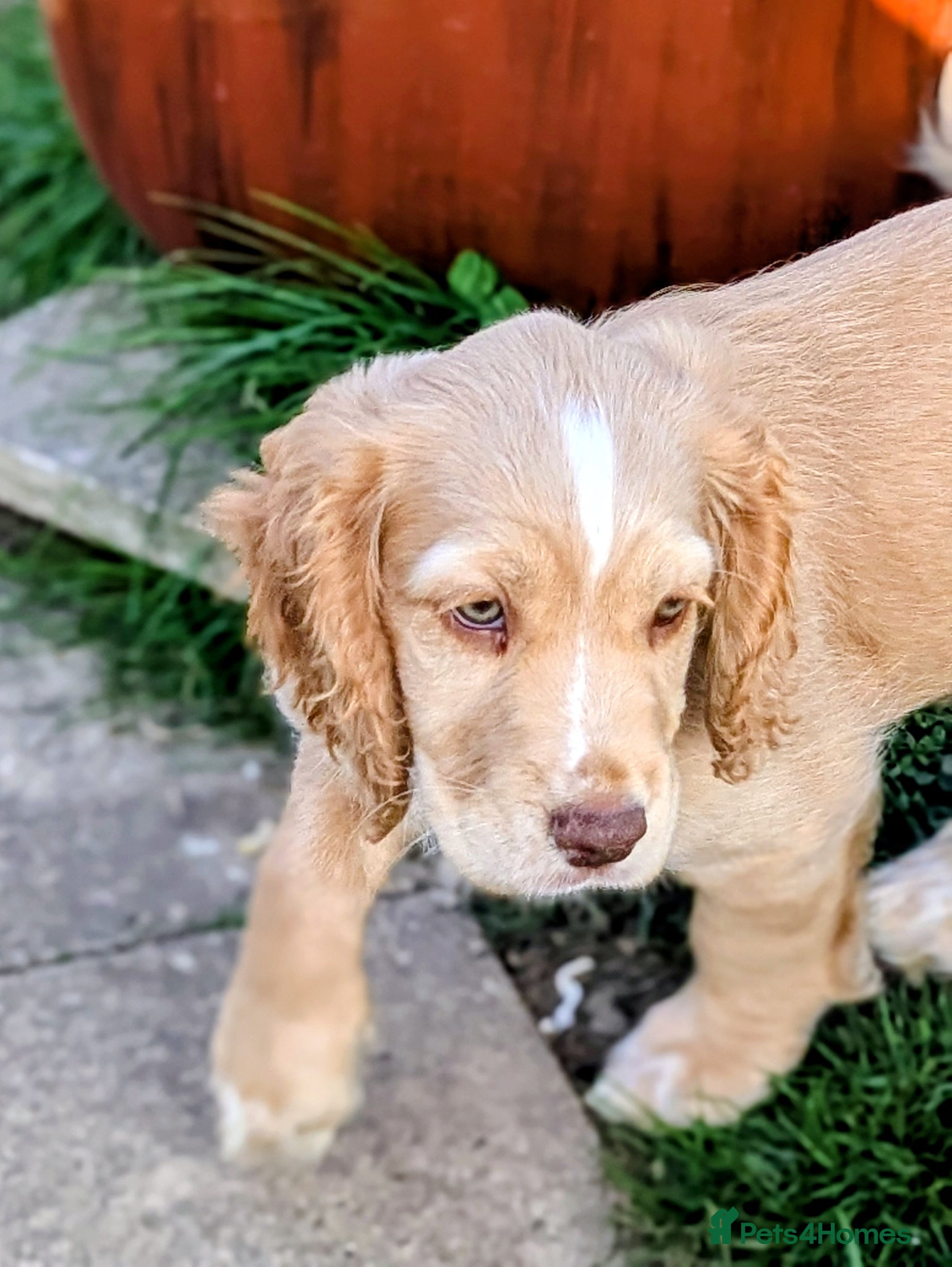 Cocker Spaniel dogs Beautiful KC Registered Cocker Spaniels 2 boys!  - Advert 2