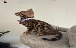 Bengal cats for sale: 5 Exceptional TICA Registered Glitter Bengals  in Bristol - Image 13