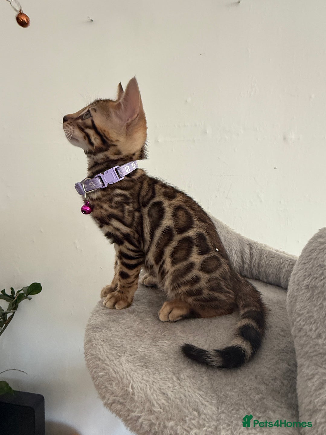 Bengal cats for sale: 5 Exceptional TICA Registered Glitter Bengals  in Bristol - Image 13