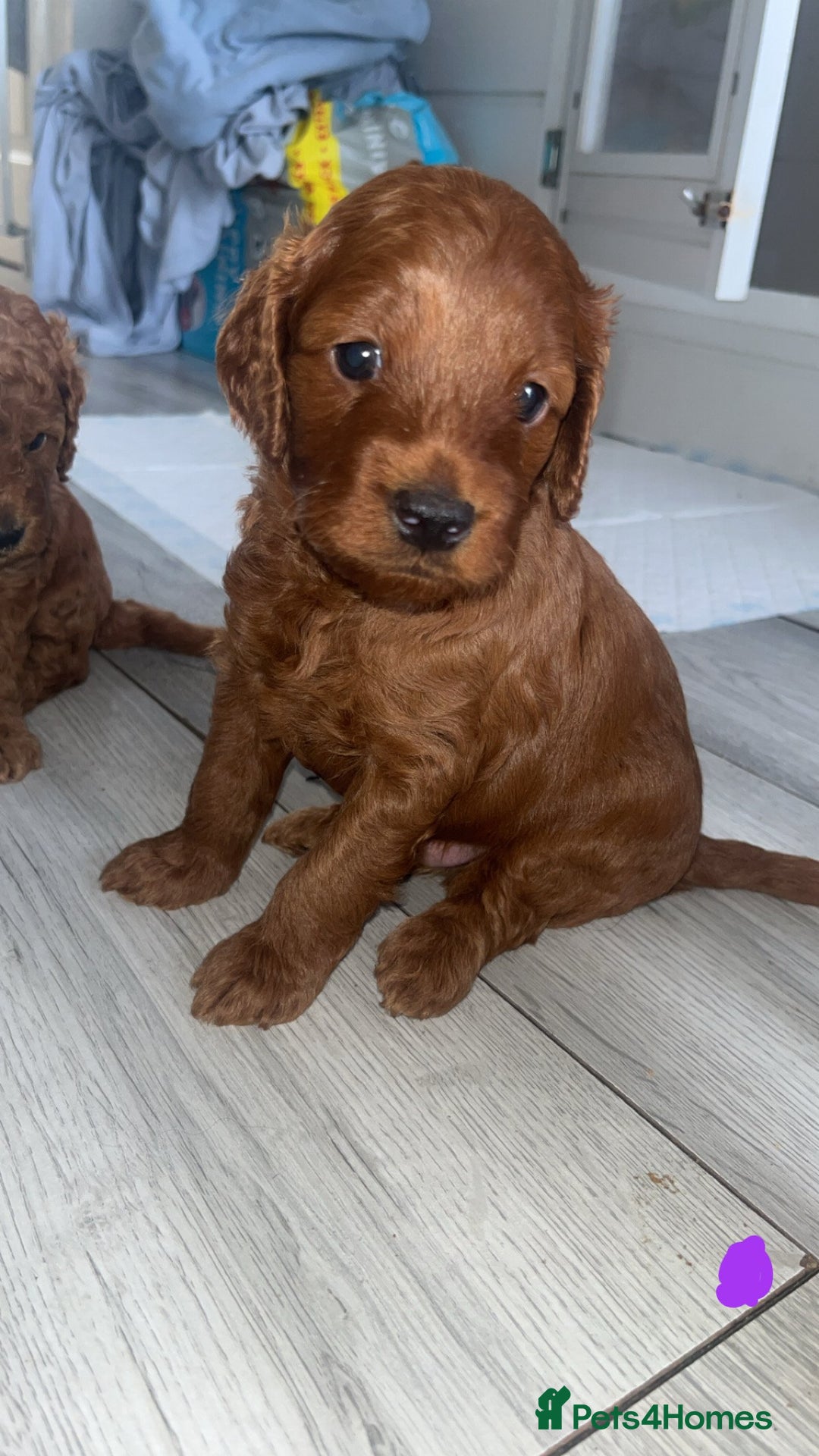 Cockapoo dogs for sale: Adorable cockapoos - Image 7