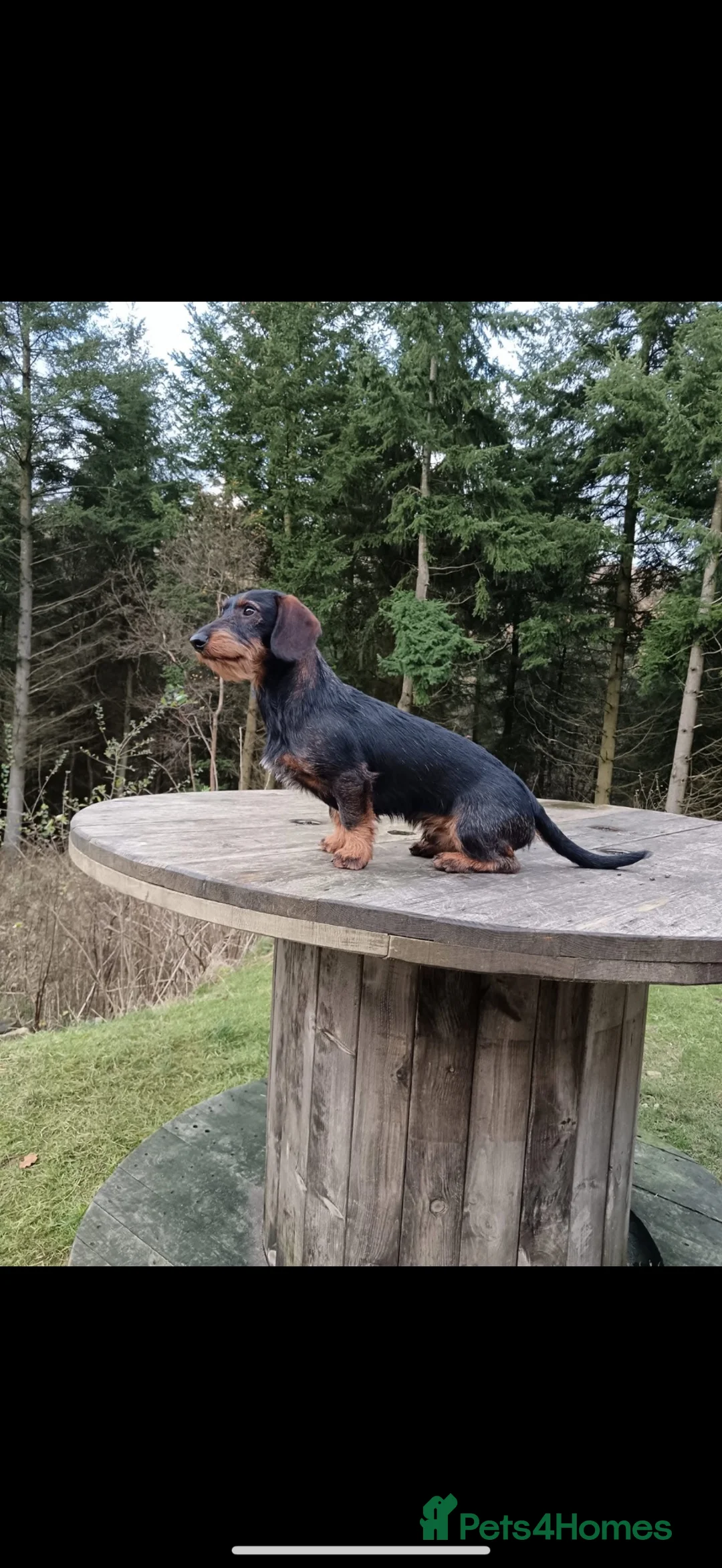Dachshund dogs for sale: KC teckel/wirehaired dachshunds  - Advert 14