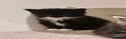 Mixed Breed cats for sale: Kittens, kittens, kittens!!!!!! - Advert 13