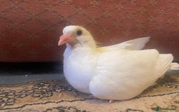Pigeons birds for sale: Pet pigeon for sale  - Image 1