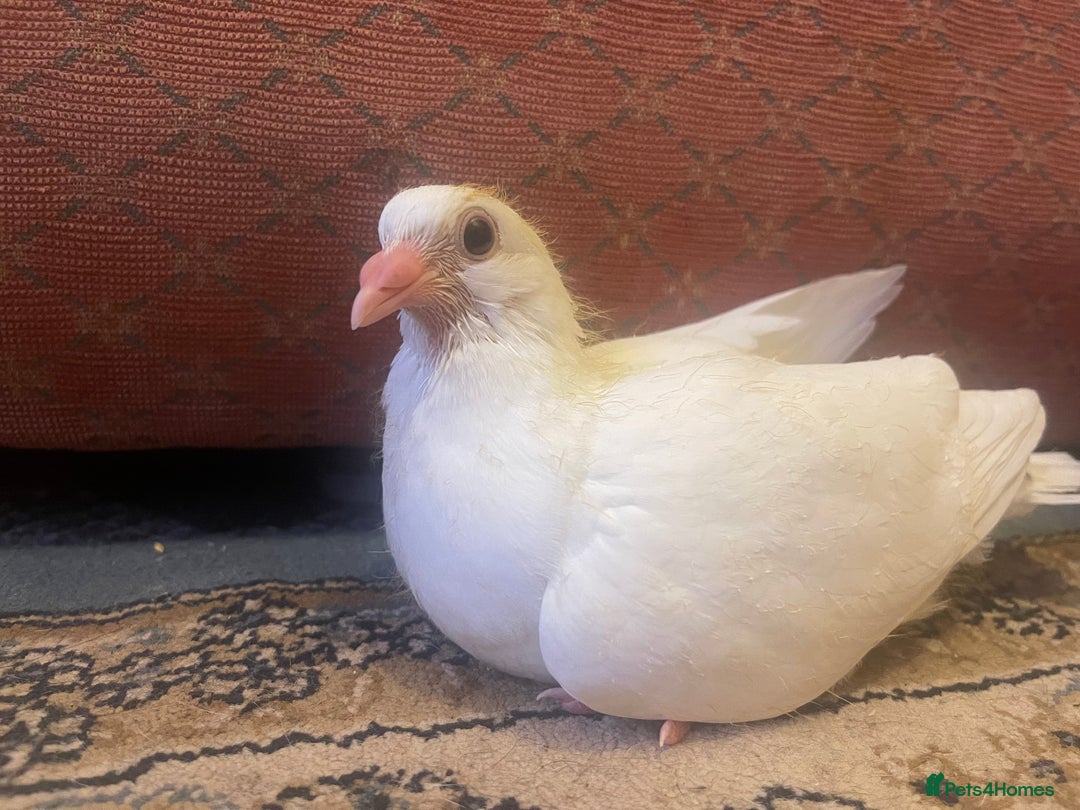 Pigeons birds for sale: Pet pigeon for sale  - Image 1