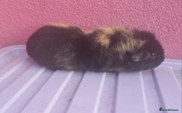 Guinea Pig rodents for sale: 3 female guineapigs and hutch - Image 3