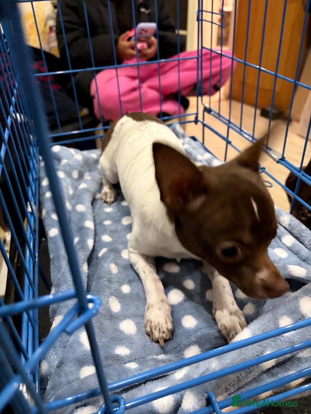 Chihuahua dogs for sale: Pure Breed Chihuahua male - Advert 11