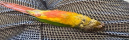 Conures birds for sale: Silly Conure  - Advert 4