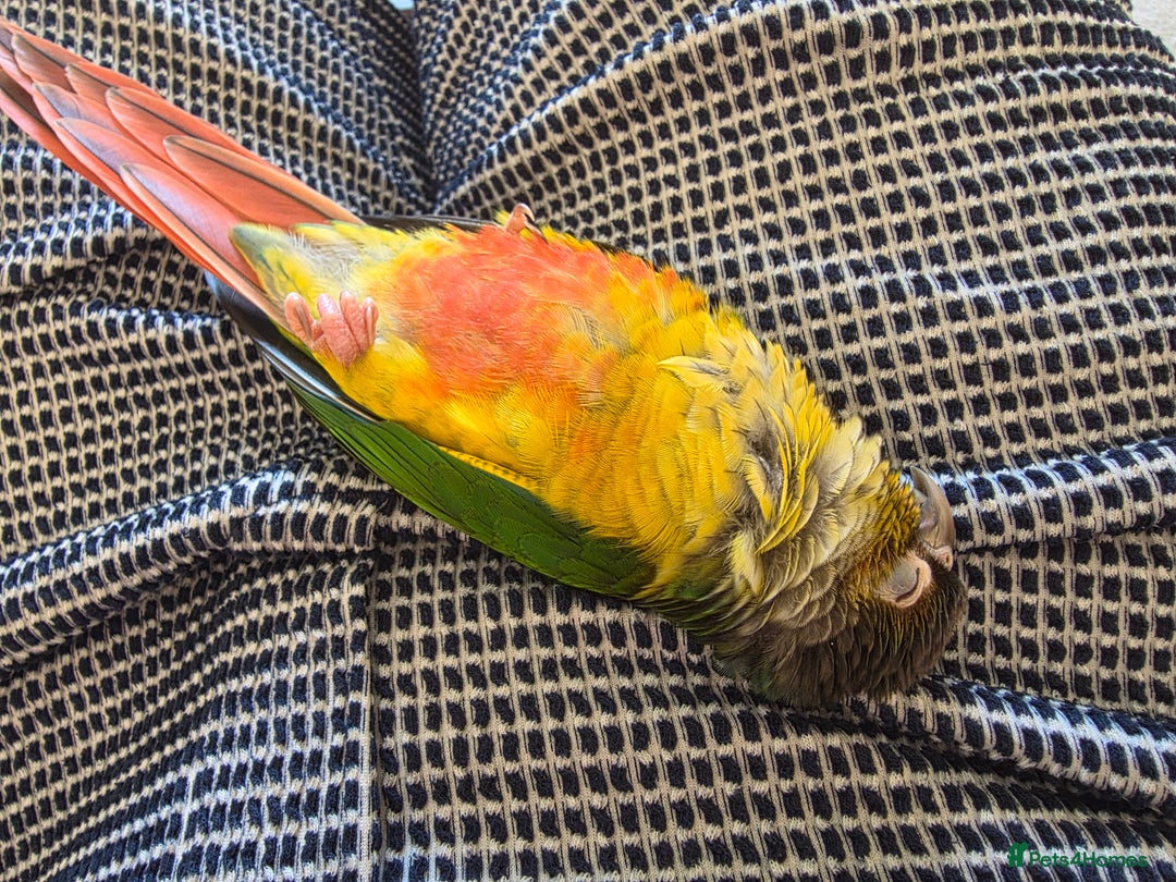 Conures birds for sale: Silly Conure  - Advert 4