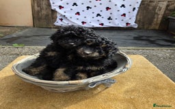 Cavapoo dogs for sale: Cavapoo puppies NEED HOME  - Image 12