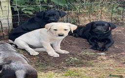 Labrador Retriever dogs for sale: 🐾Ready Now🐾Black Male FTCH Pedigree Forward Pups - Image 30