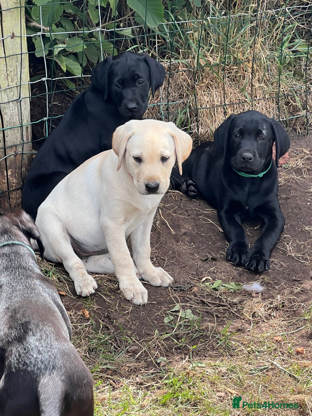 Labrador Retriever dogs for sale: 🐾Ready Now🐾Black Male FTCH Pedigree Forward Pups - Image 30
