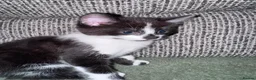 Mixed Breed cats for sale: Mixed kittens - Advert 2