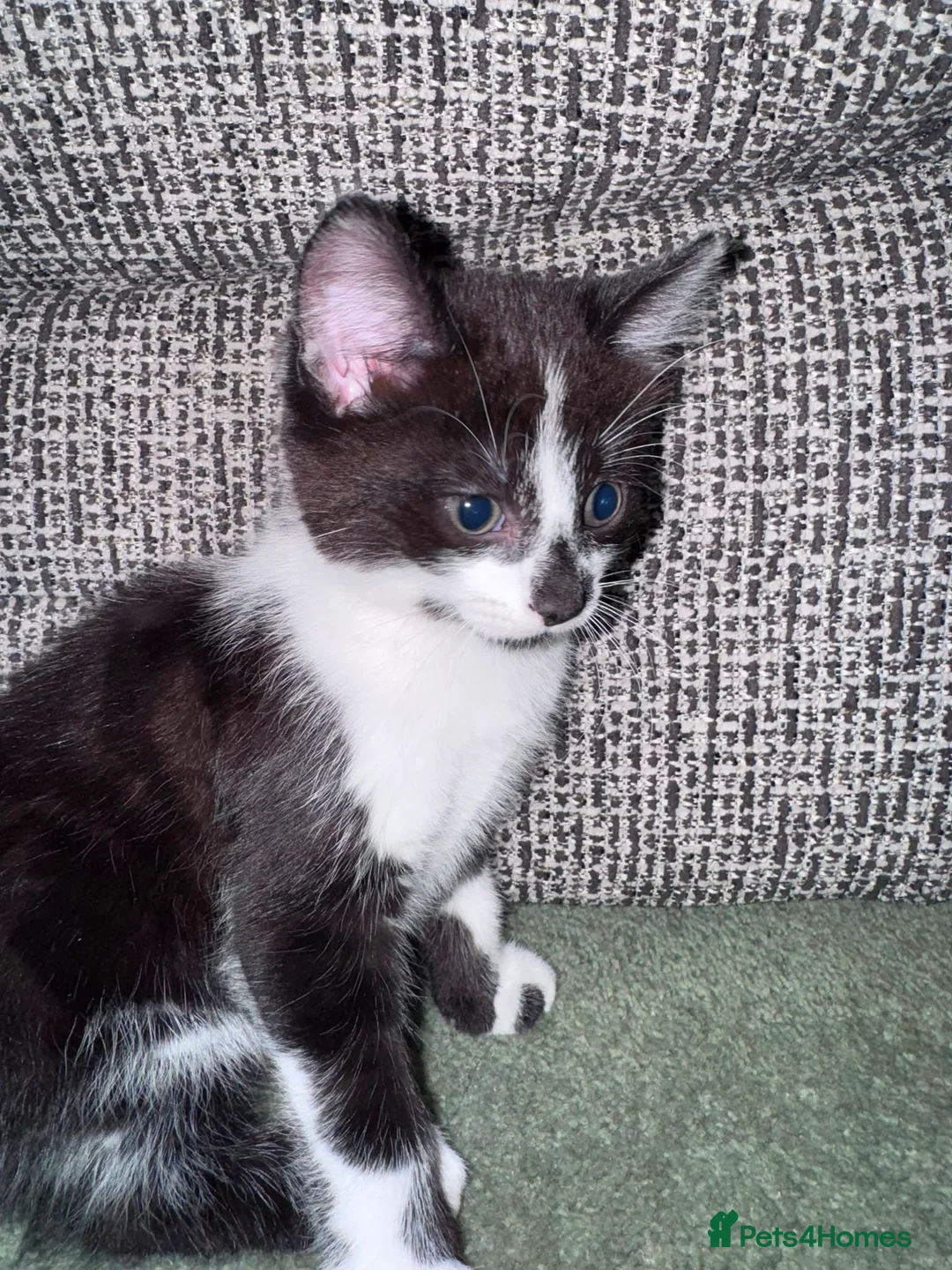 Mixed Breed cats for sale: Mixed kittens - Advert 2
