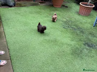 Shih Tzu dogs Karashishi shih tzu Ready Now - Advert 17