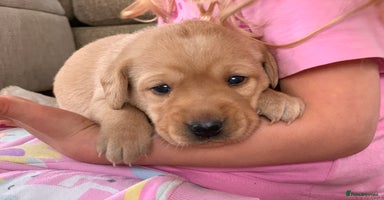 Labrador Retriever dogs - Advert 15