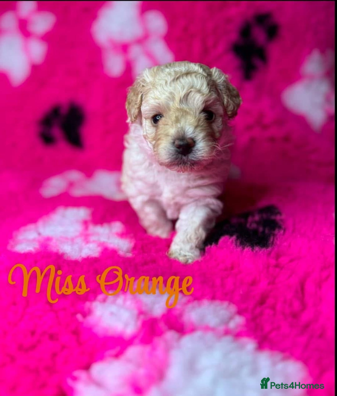 Toy Poodle dogs for stud: Toy Poodle KC - Stud and  fully health tested  - Advert 26