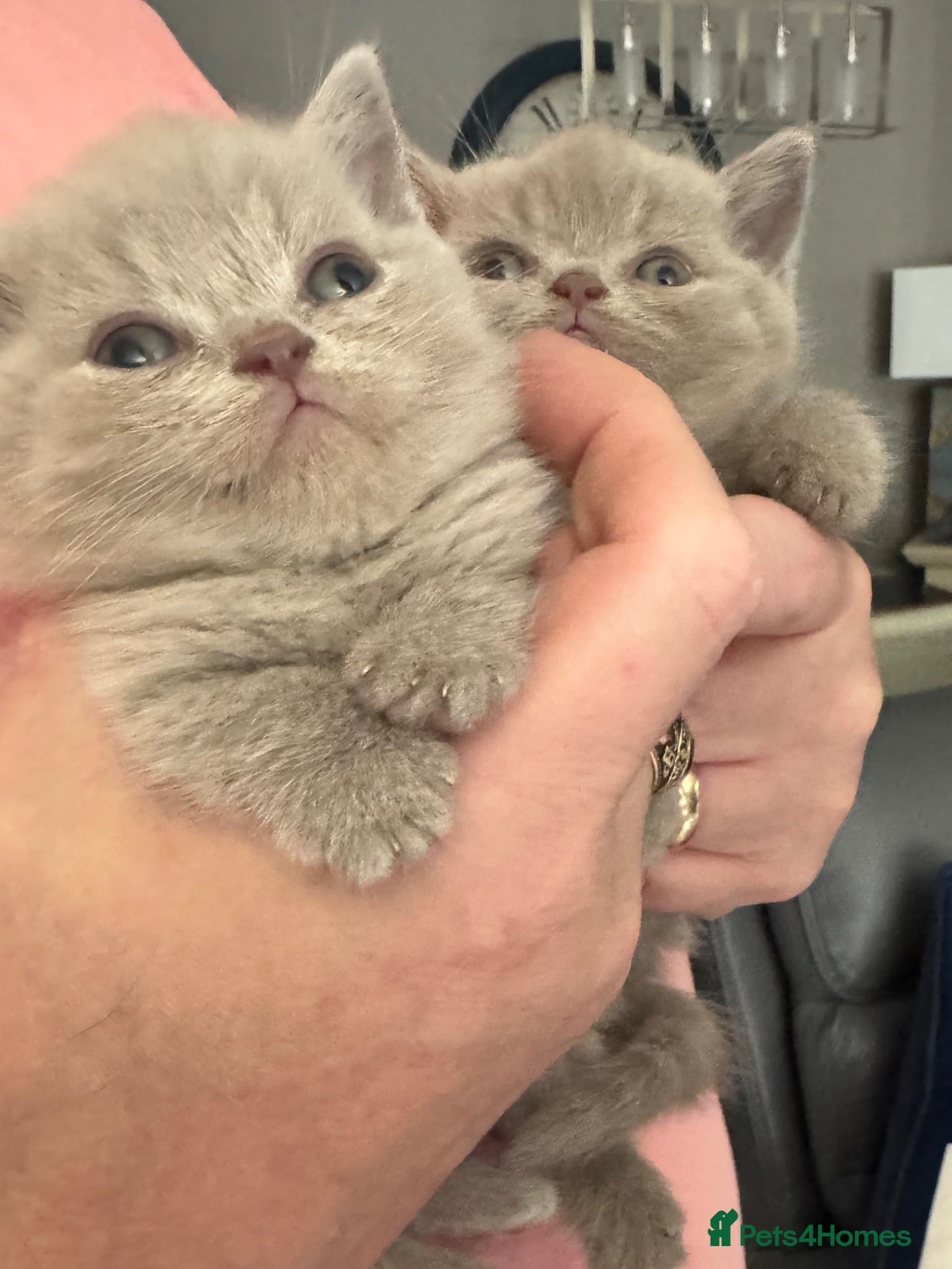 British Shorthair cats British shorthair Lilac pedigree kittens - Advert 2