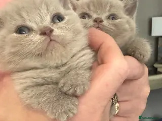 British Shorthair cats British shorthair Lilac pedigree kittens - Advert 2