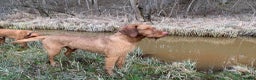Hungarian Vizsla dogs for stud: Hungarian Wire Haired Vizsla Stud (Fully Tested) in Llangollen - Advert 7