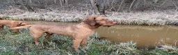 Hungarian Vizsla dogs for stud: Hungarian Wire Haired Vizsla Stud (Fully Tested) in Llangollen - Advert 7