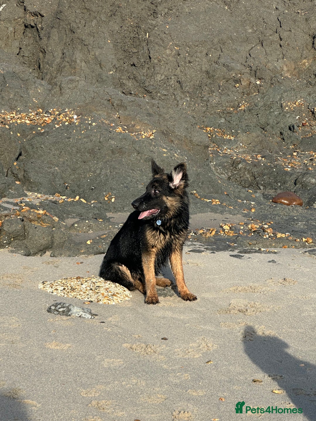 German Shepherd dogs for sale: Female German Shepherd 6months old  - Advert 2